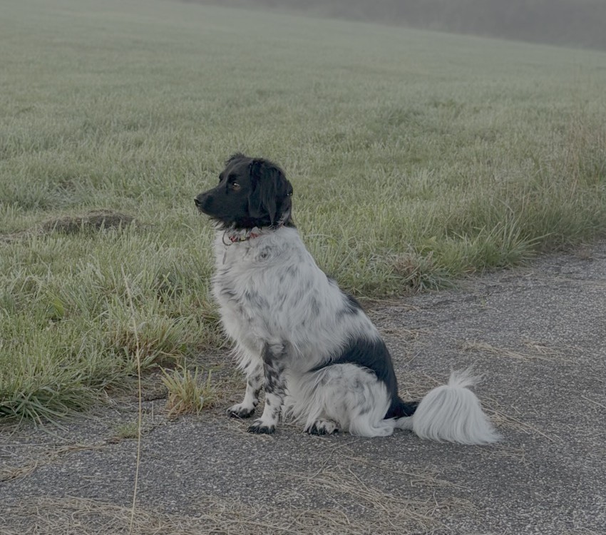 Coco, the Frisian Stabyhoun